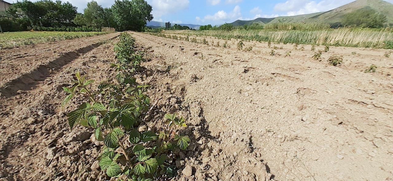 Novo voće u lokalnoj zajednici Bushat (Vau Dejes, Albanija)