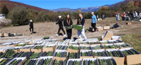 40,000 medicinal and aromatic plants planted in Plav